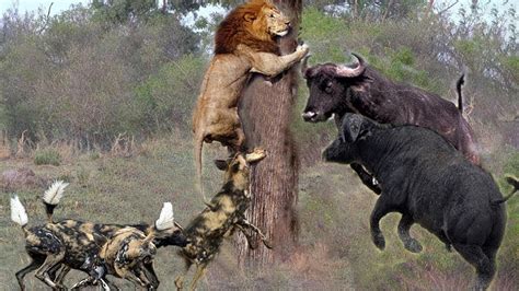 Lion Vs Buffalo Vs Wild Dogs Real Fight Two Bear Fights Each Other