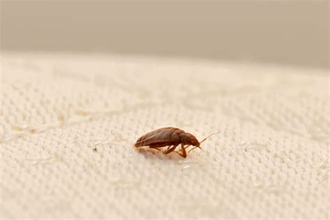 225, 363 s.e.2d 683 (1987); Blog - Why Do-It-Yourself Bed Bug Control Fails In South Carolina Homes