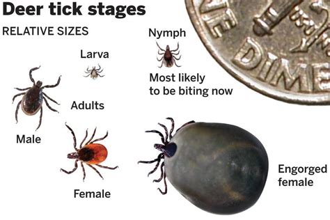 Nervous System Disease Is Detected In Ticks On Cape Cod The Boston Globe
