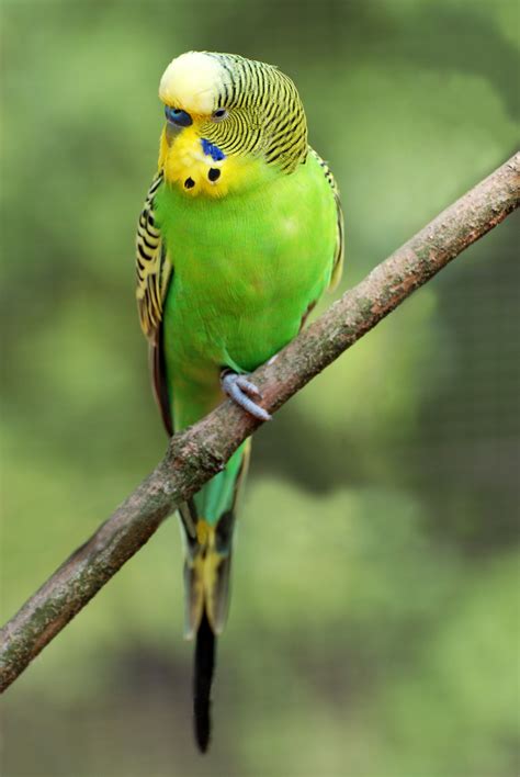 Волнистый попугай: говорящий попугай, фото, уход и содержание, болезни ...