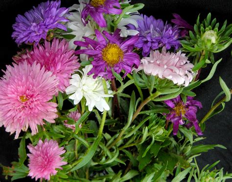 Aster Crego Giant Mixed Colors