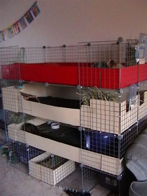 Best Guinea Pig Cage Petfinder