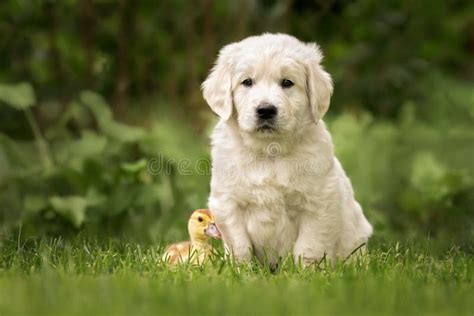 Curious Golden Retriever Puppy And Duckling Outdoors In Summer Stock