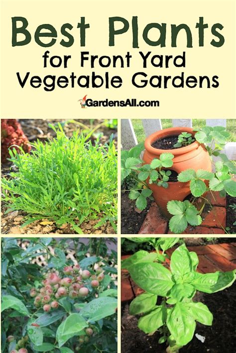 Best Plants For Front Yard Vegetable Gardens Gardensall