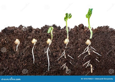 The Process Of Seed Germination In The Soil In The Section Isolated On