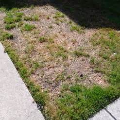 From brown patches to highly visible spots, threads, rings, or slime. 3 Ways to Treat Lawn Fungus - wikiHow
