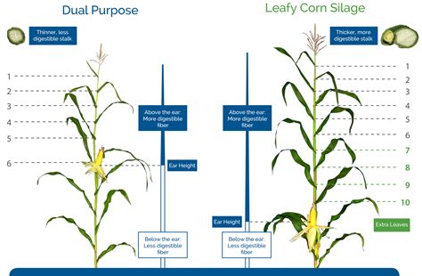 Leafy Corn Silage — Glenn Seed Ltd