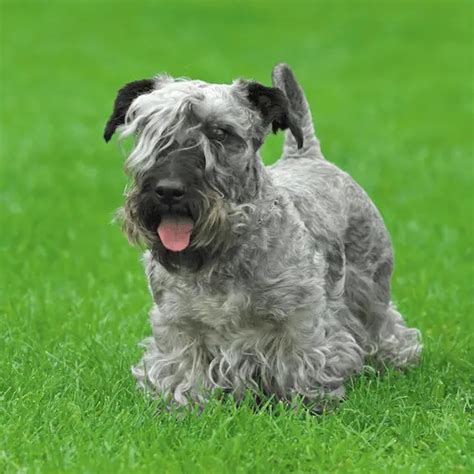 Cesky Terrier Dog Breed Information Advice Paw