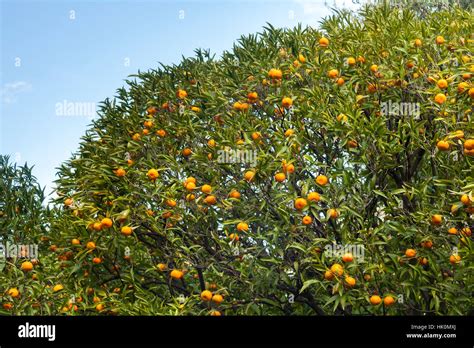 Mandarin Tree Blanco Citrus Reticulata Blanco France Menton