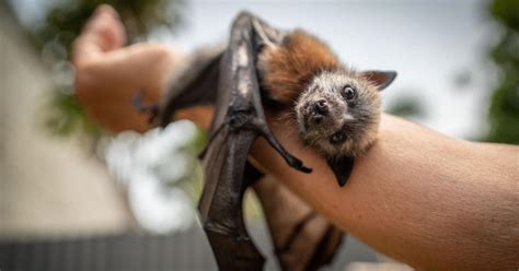 These Flying Foxes Build Australias Forests While You Sleep