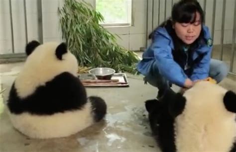 How Do You Hand Wash A Panda This Cute Video Has The Answer Irish