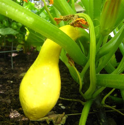 Southern Gardening Tips For Growing Squash From Seed