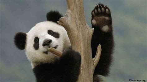 Panda Paw Reverbnation