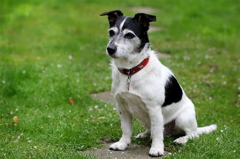 125 Black And White Dog Names With Meanings Pethelpful