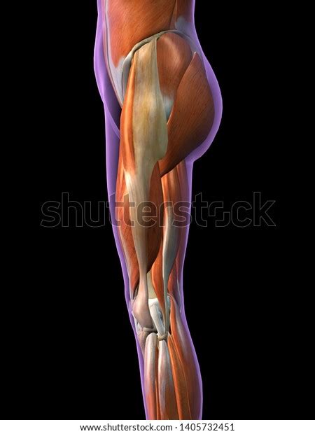 Female Hip Leg Muscles Side View Stock Illustration 1405732451