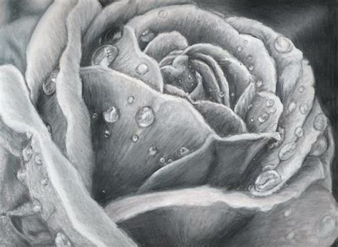 10 Beautiful Rose Drawings For Inspiration Hative