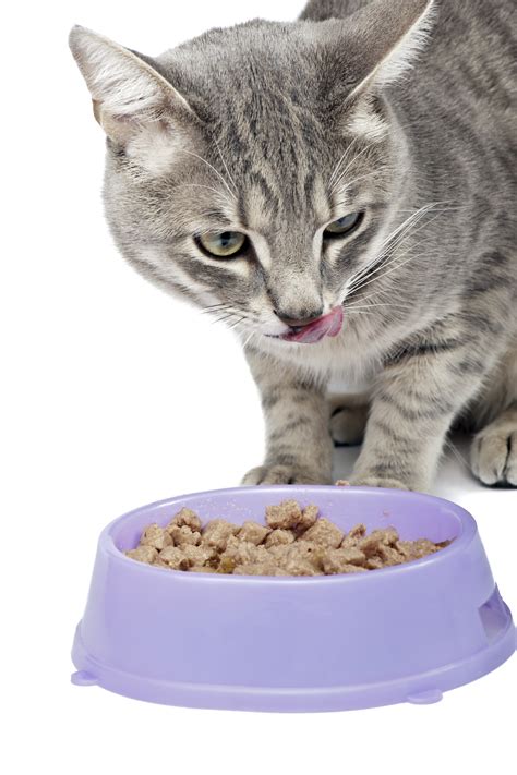 Never leave uneaten raw meat food in your cat's bowl. What's the Best Food to Feed Your Cats? - USA Pet Cover