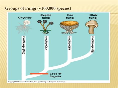 Ppt Fungal Biodiversity Powerpoint Presentation Free Download Id