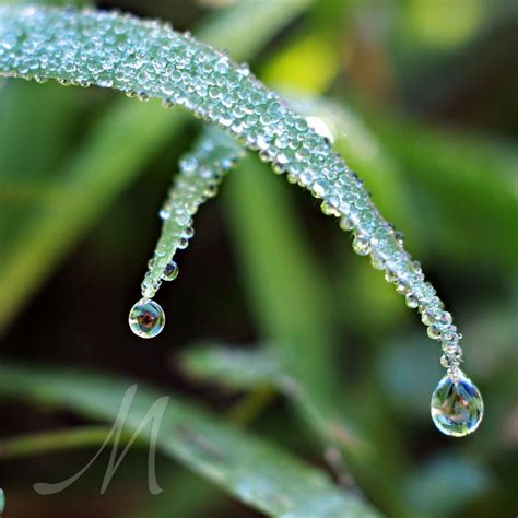 Lpdragonflys Deviantart Favourites Water Drop Photography Macro