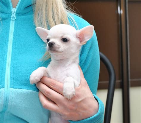 4 Chihuahua Puppies For Sale Classifiedsuk Free Classified Ads Uk