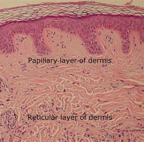 Dermis Reticular Layer Of Dermis The Dynamic Natural Skin Care