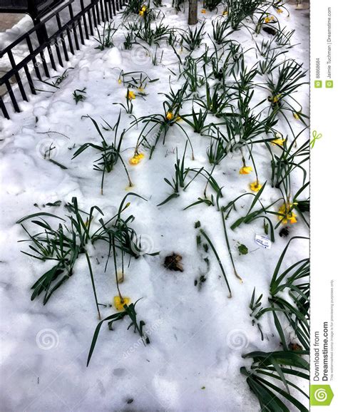 Daffodils In Snow Stock Photo Image Of Gardening Growth 88868684