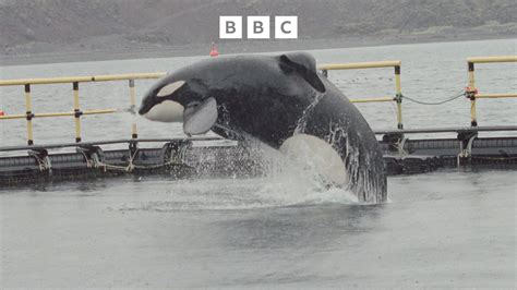 Bbc World Service Witness History Keiko Freeing Free Willy