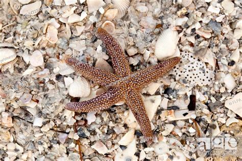 Forbes Starfish Asterias Forbesi Adult In Shallow Water On Beach Of