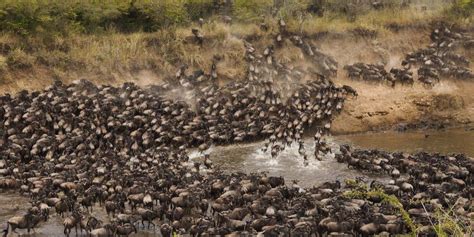 Wildebeest Migration Tanzania National Park The Great Wildebeest