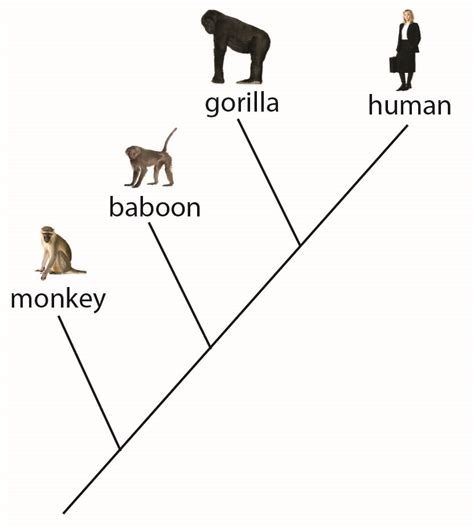 Activities Evolution Outreach Group