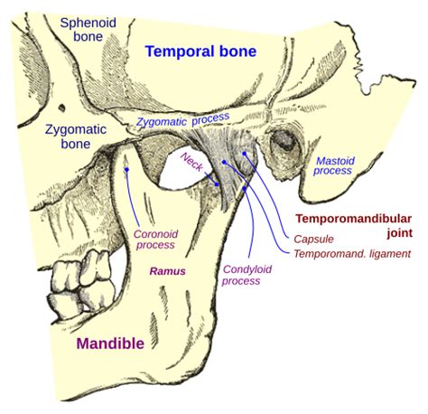 Mastoid Part Of The Temporal Bone Wikipedia