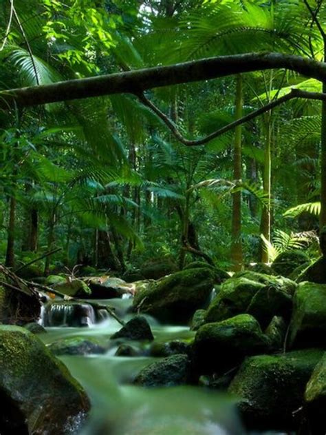 Incredible Rainforests To Visit In India News In Headlines