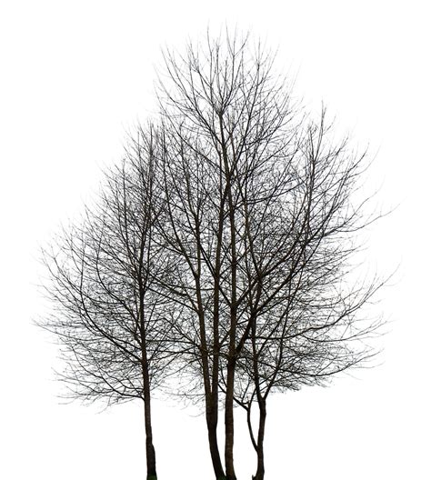 Black And White Architecture Tree Png Transparent Png Kindpng Images