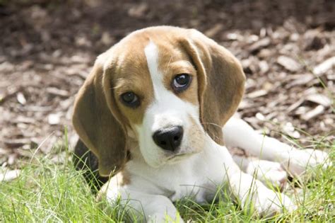 17 Best Images About Beagles On Pinterest Beagle Puppies