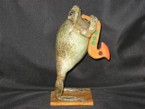 Now Dont You Wish Youd Have Bought That Taxidermied Frog On Ebay