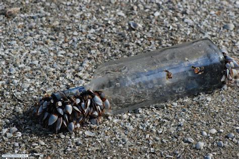 Lepas is a genus of goose barnacles in the family lepadidae. Lepas | Cifonauta: Banco de Imagens de Biologia Marinha ...