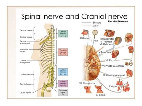 Peripheral Nervous System Cranial And Spinal Nerves Sensory Receptors