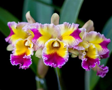 Grow And Care Cattleya Orchid The Queen Of Flowers Travaldo S Blog