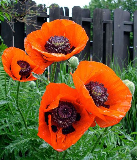 Discover Different Kinds Of Poppies Hubpages