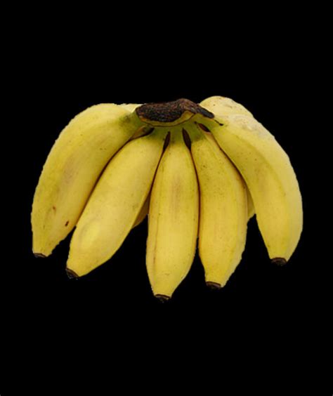 Apple Banana Fruit Plug