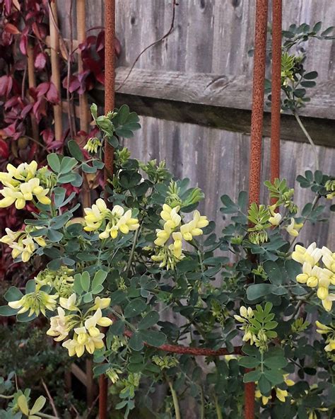 Coronilla Glauca Citrina Woodland Yard Plants Crowns Patio Plant