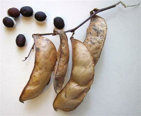 Seed Pods Hyacinth Bean Vine Seed Pods Seeds