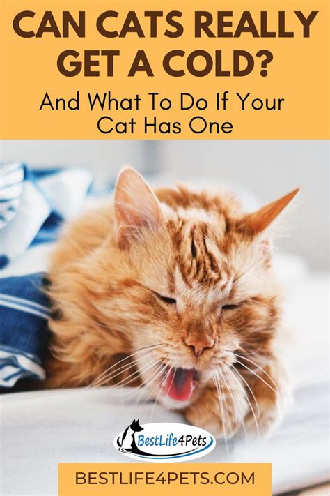 Can Cats Really Get A Cold And What To Do If Your Cat Has One Cat