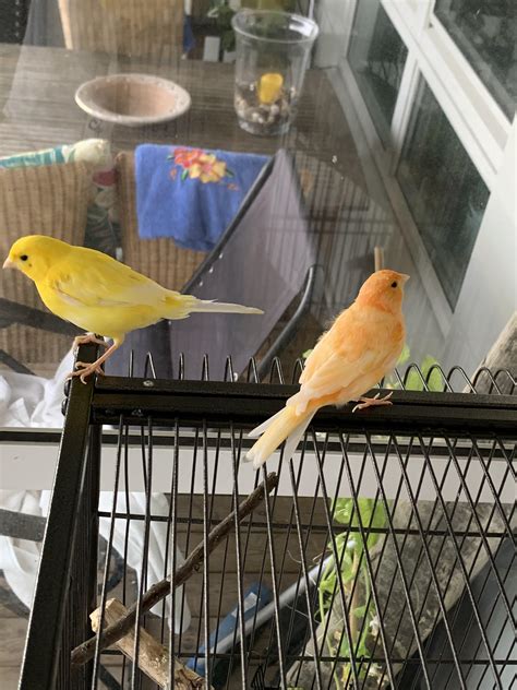 The Difference In Their Tails Yellow Is Moulting But Typicaly Only