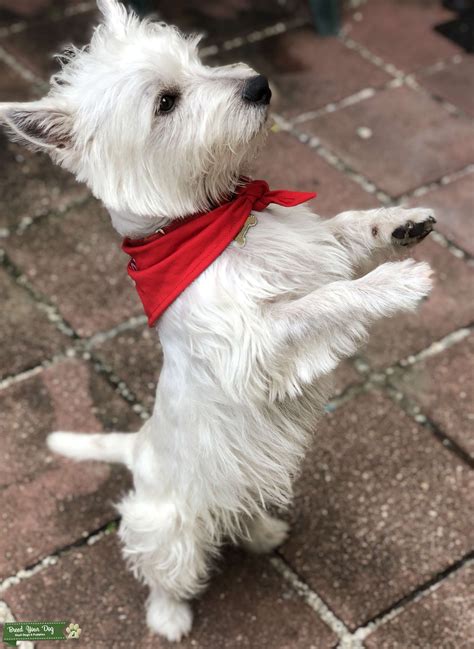 Westie Miami needing a Female - Stud Dog in Miami, United States
