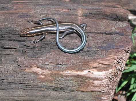 Baby 5 Lined Skink Click The All Sizes Tab To See The Or Flickr