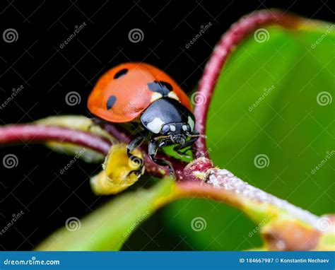 ladybug insect on twig macro stock image image of black lady 184667987