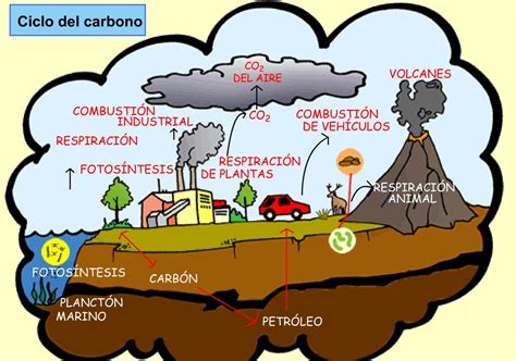 Esquema Del Ciclo Del Carbono ¡fotos And Guía 2024