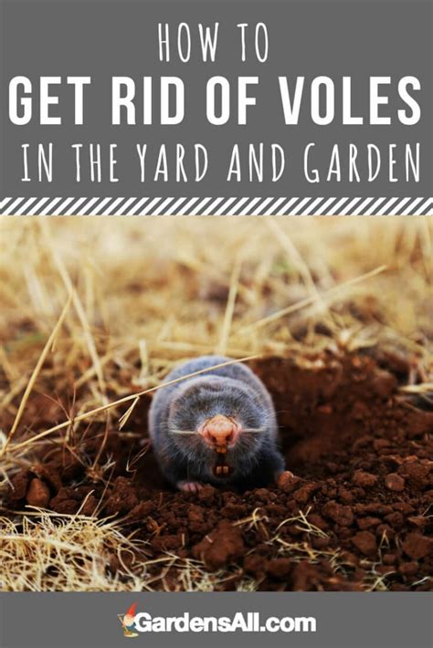 How To Get Rid Of Voles In The Yard And Garden Gardensall