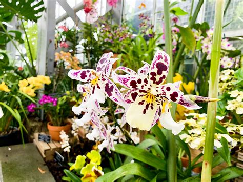 The Orchids Have Overrun The Us Botanic Garden